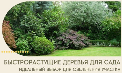 Быстрорастущие деревья для сада идеальный выбор в Мценске