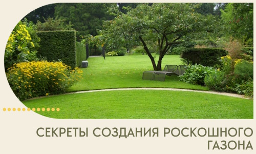 Секреты создания роскошного газона в Мценске